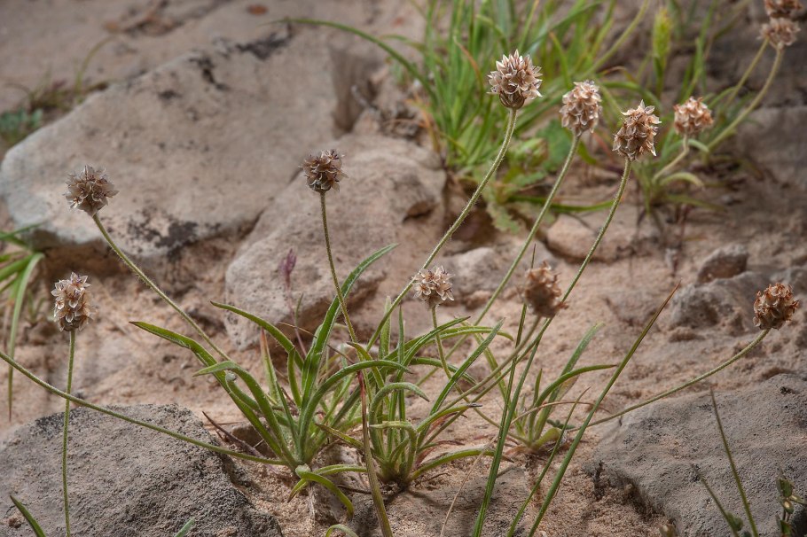 Подорожник тысячелистник репейник пустырник