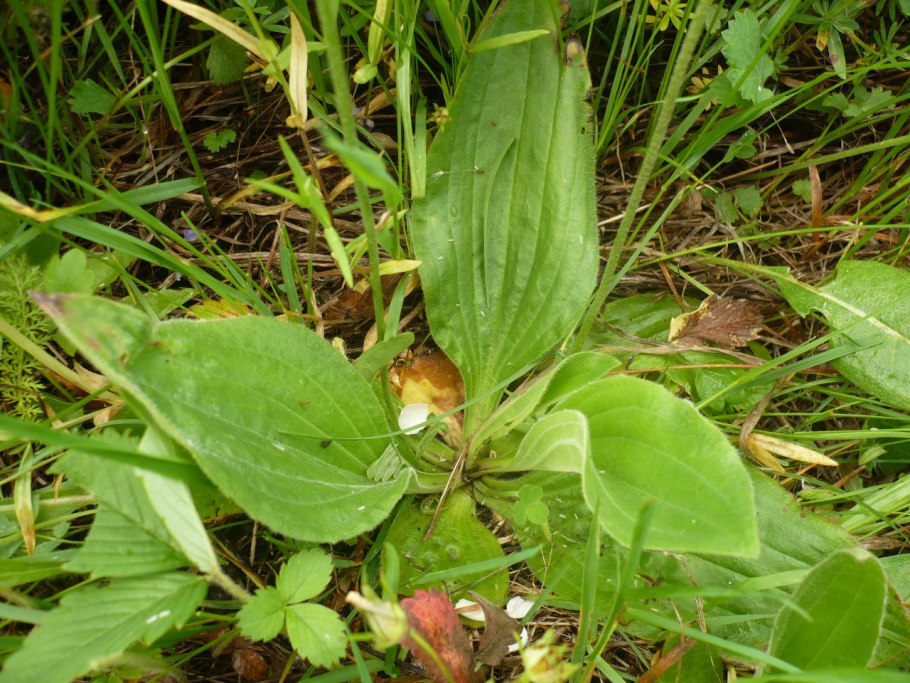Подорожник большой (Plantago Major)