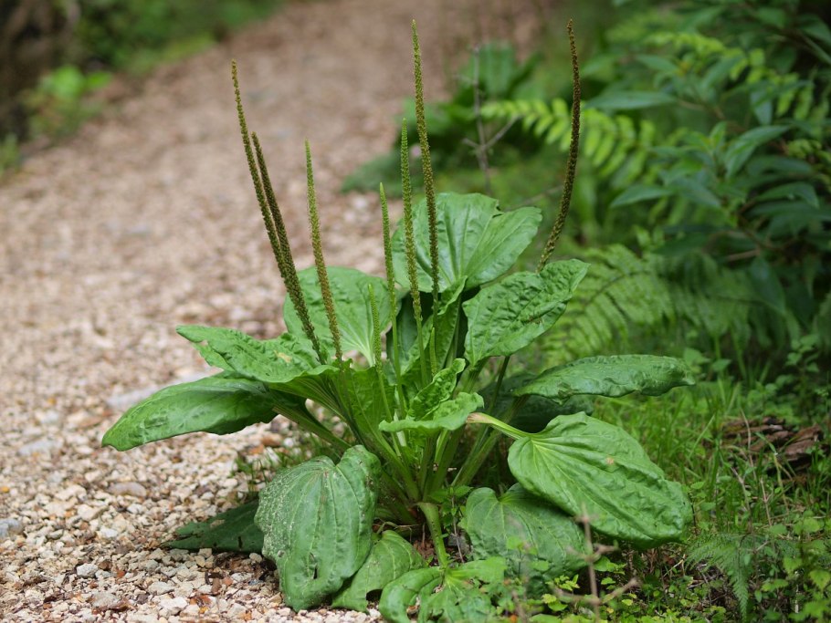 Plantago angusti патиент валикнт
