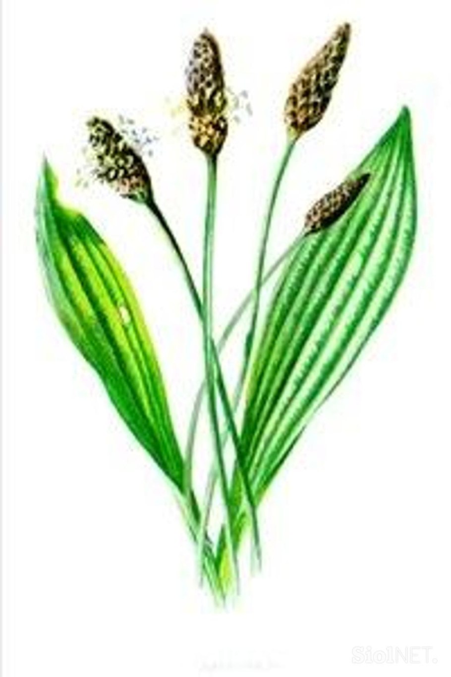 Водяной подорожник