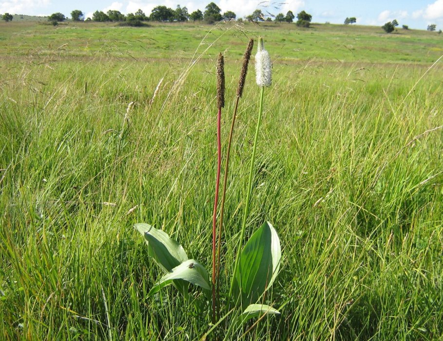 Подорожник ланцетолистный Plantago lanceolata