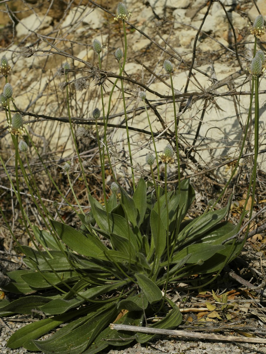 Подорожник большой (Plantago Major l.)