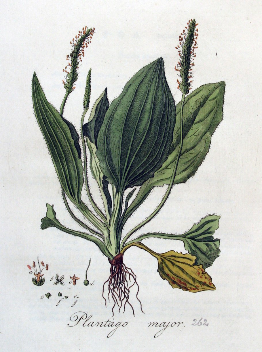Plantago lanceolata подорожник