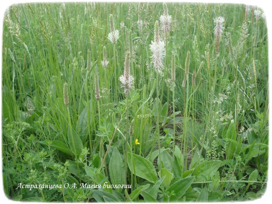 Трава ранник