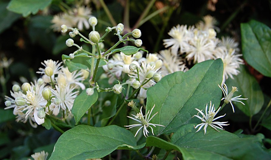 Лиана Ломонос виноградолистный