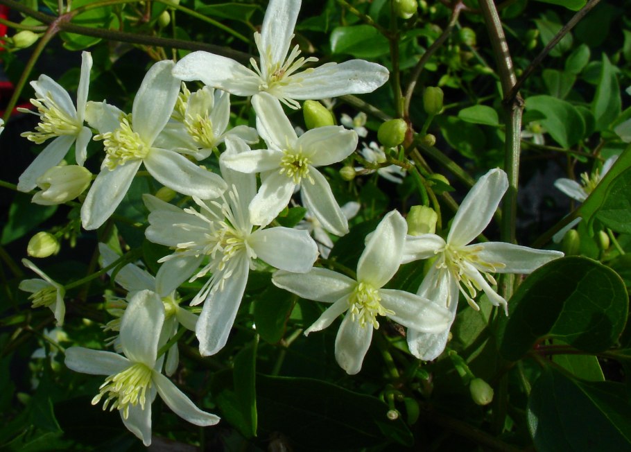 Ломонос виноградолистный Clematis vitalba