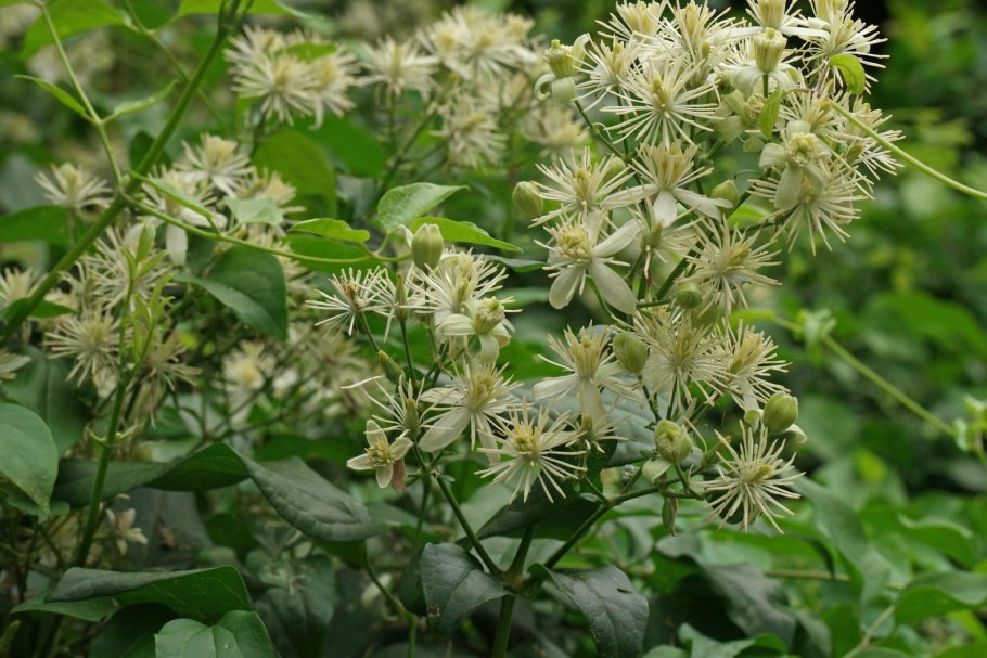 Клематис Ломонос виноградолистный