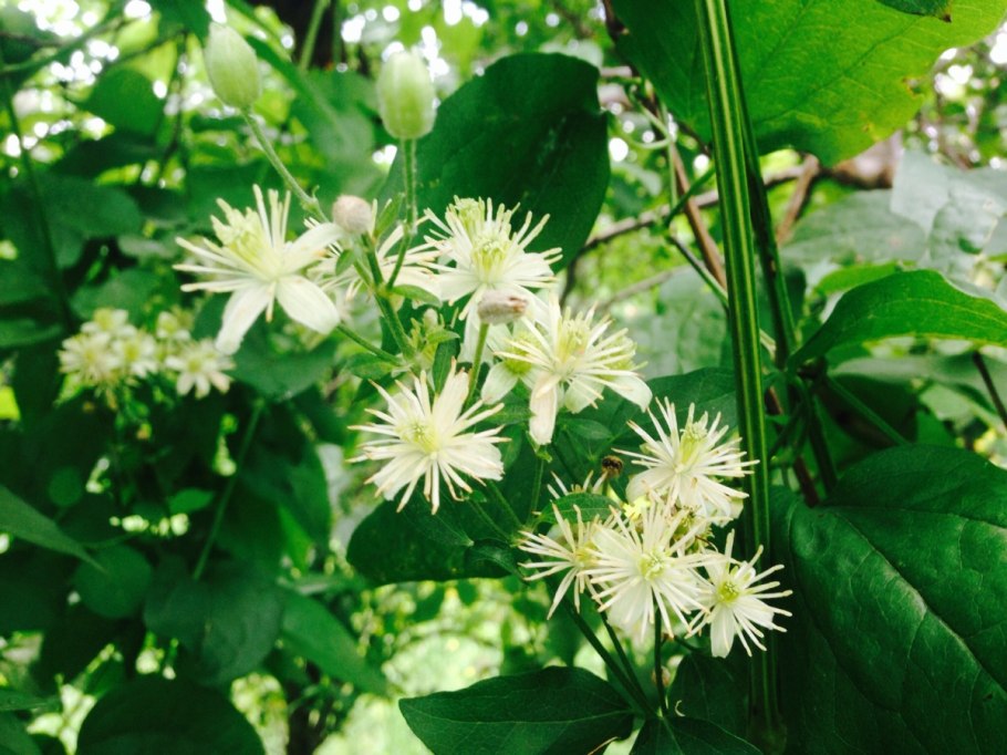 Тангутский и маньчжурский клематис