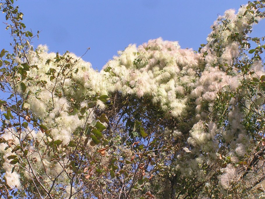 Ломонос виноградолистный зимой