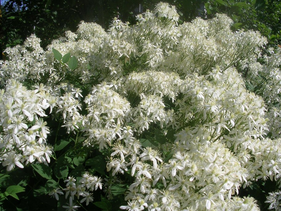 Клематис виноградолистный vitalba