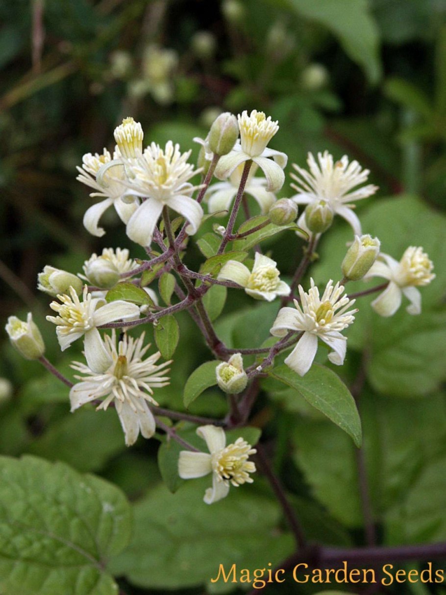 Клематис мелкоцветный