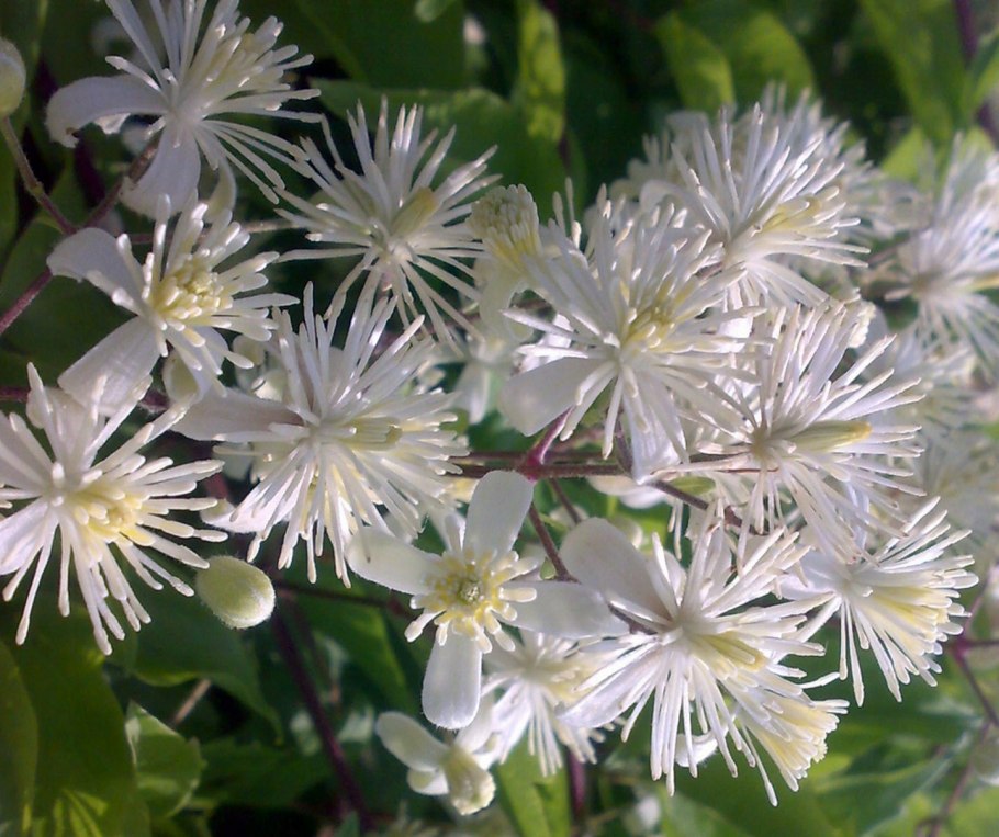 Ломонос лигустиколистный