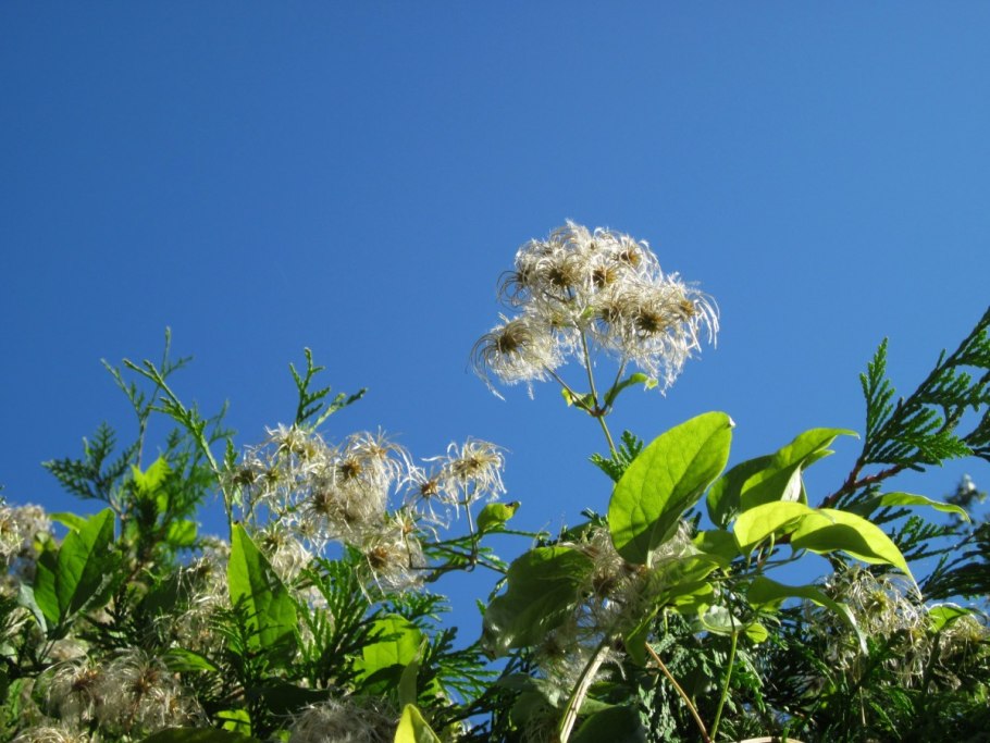 Ломонос виноградолистный Ломонос виноградолистный