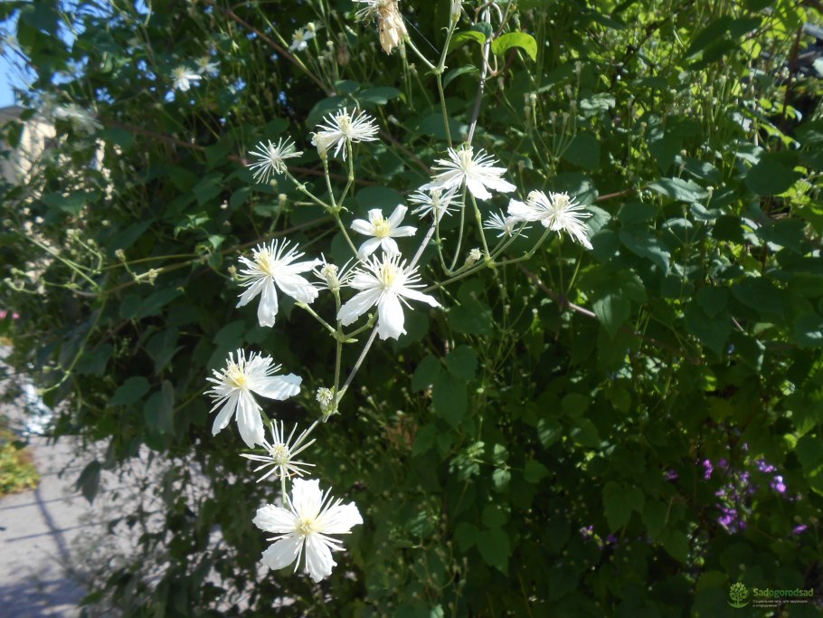 Клематис виноградолистный