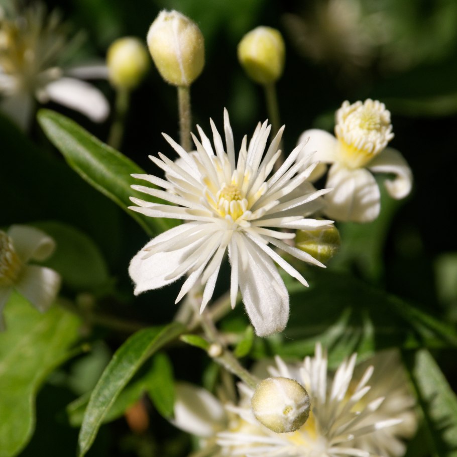 Ломонос виноградолистный соцветие