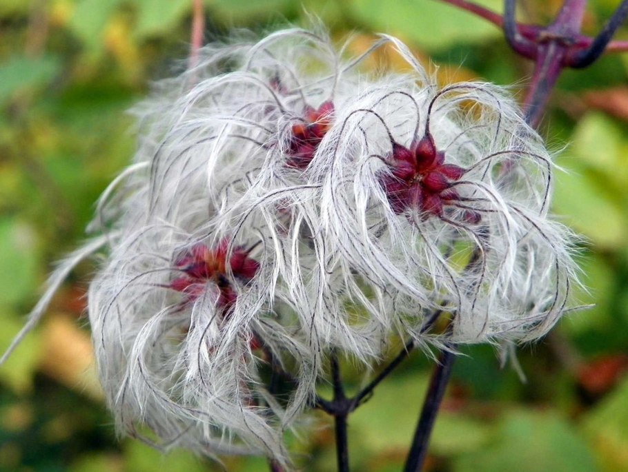 Clematis vitalba