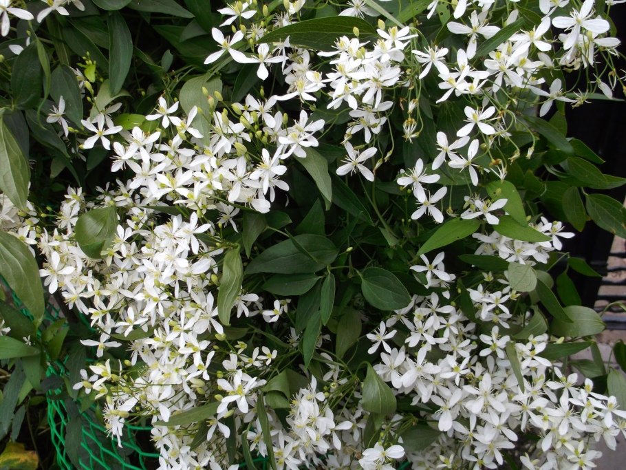 Клематис виноградолистный