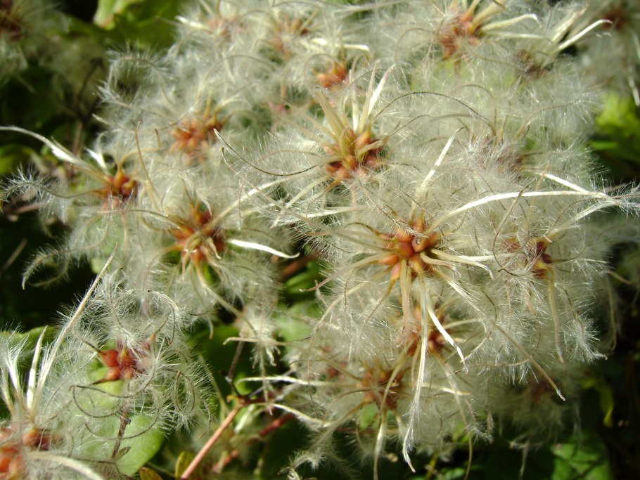 Ломонос виноградолистный макро