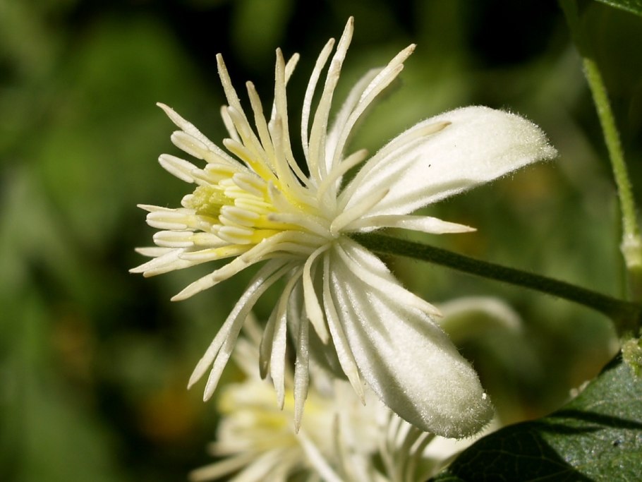 Клематис виноградолистный