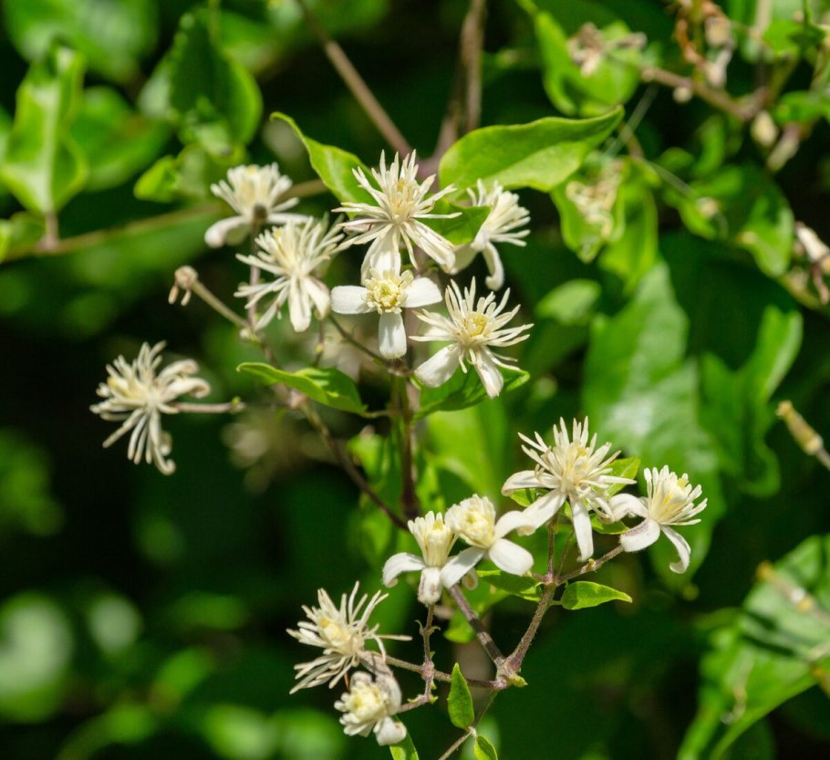 Клематис Витальба