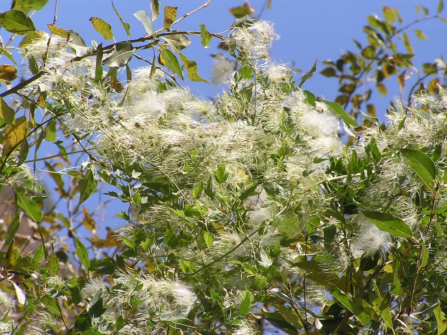 Clematis vitalba (клематис, Ломонос)