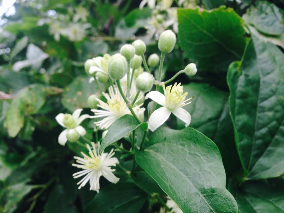 Клематис Ломонос белый