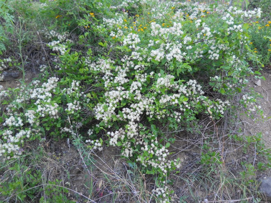 Aronia melanocarpa