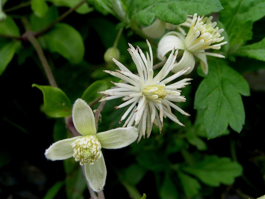 Клематис Ломонос виноградолистный