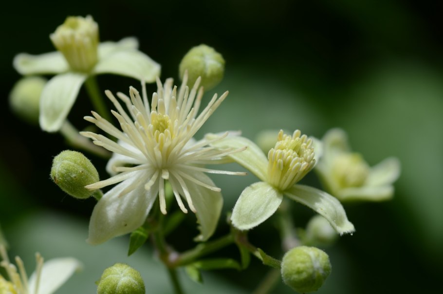 Клематис виноградолистный