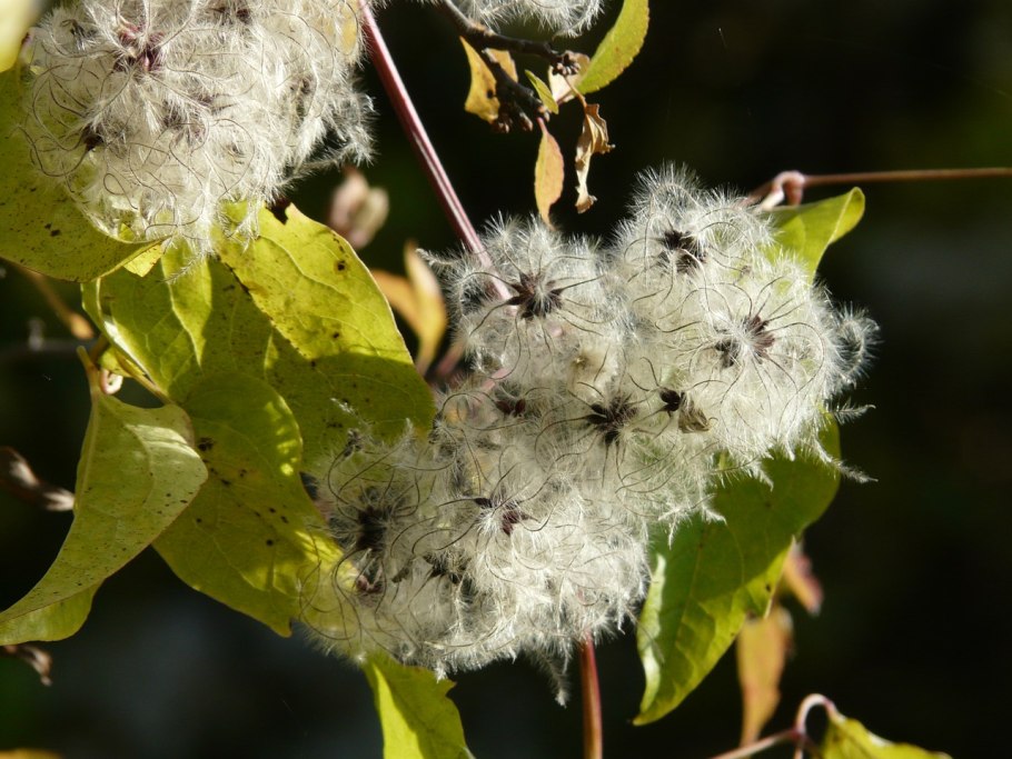 Ломонос виноградолистный зимой