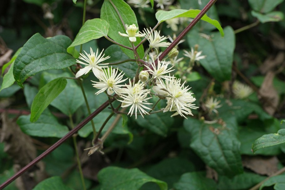 Клематис виноградолистный vitalba