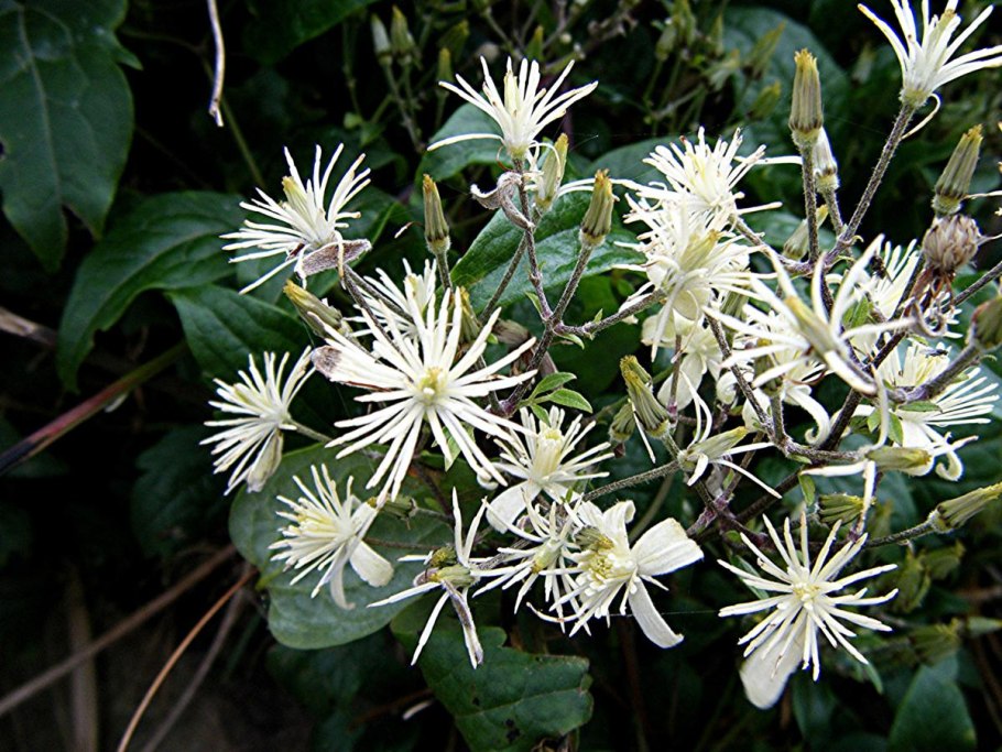 Ломонос виноградолистный плоды