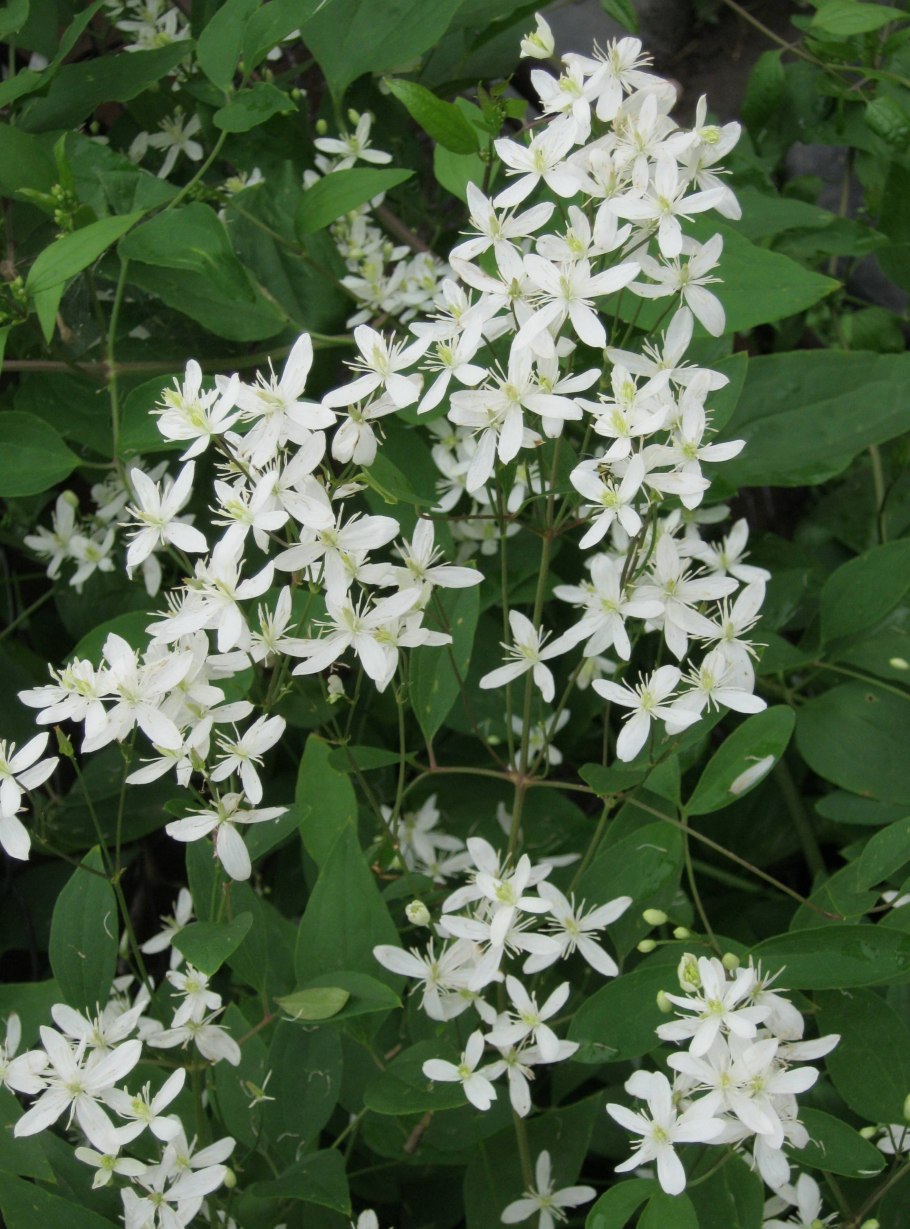 Клематис мелкоцветковый Плантариум