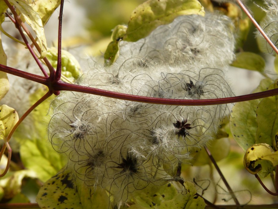 Лиана ломонос виноградолистный