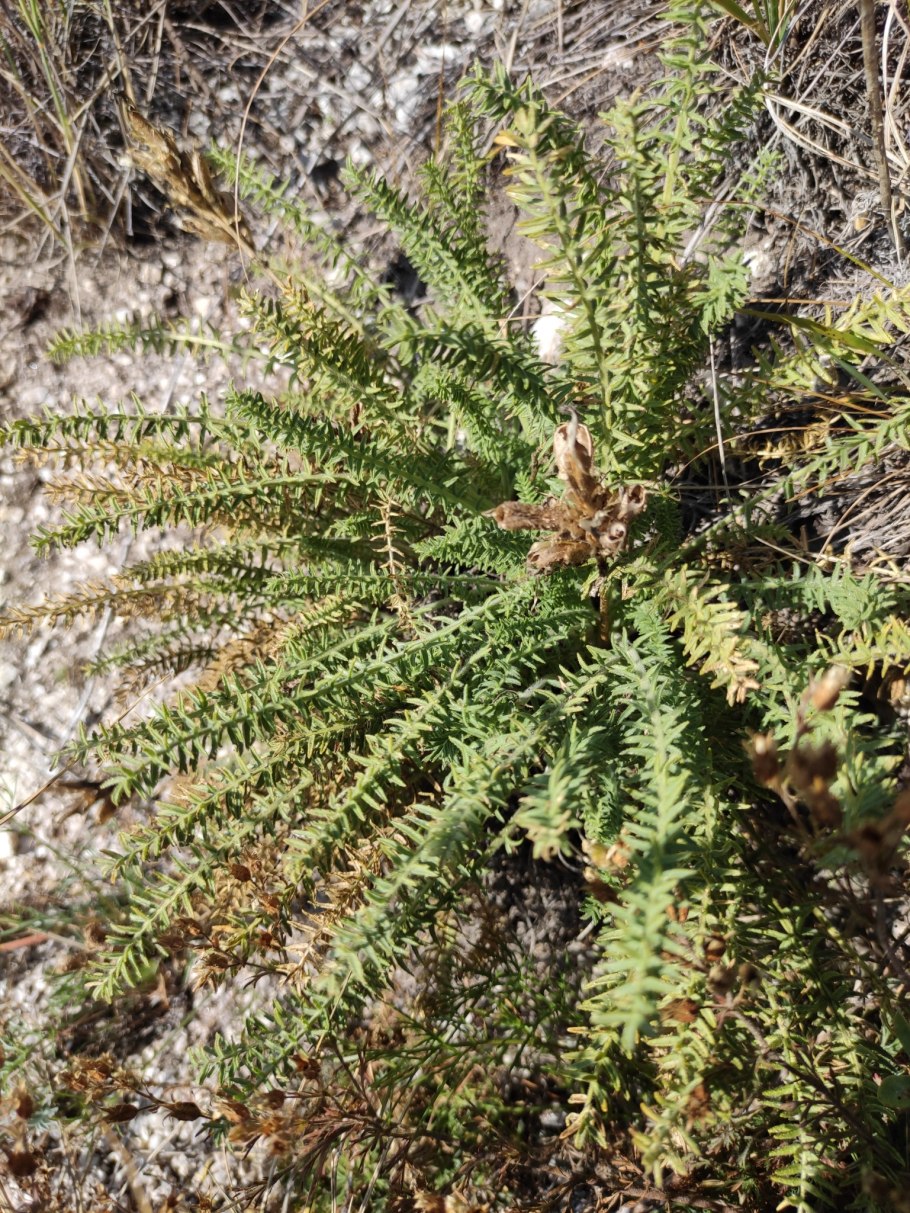 Остролодочник мягкоигольчатый