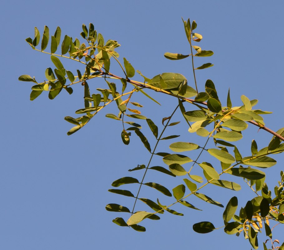 Акация желтокорая Израиль Акация желтокорая - Acacia xanthophloea (Vachellia)