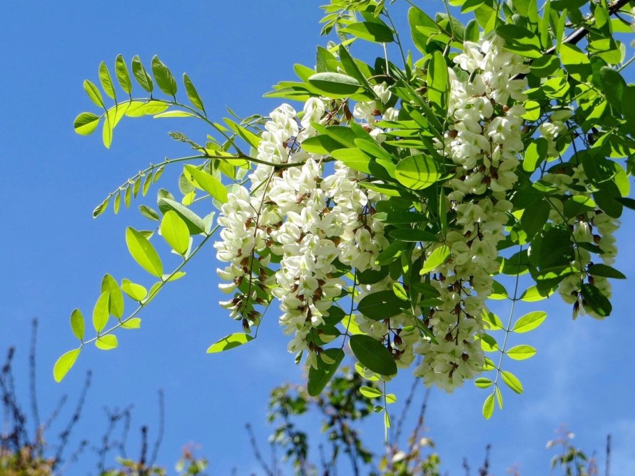 Акация ампельная