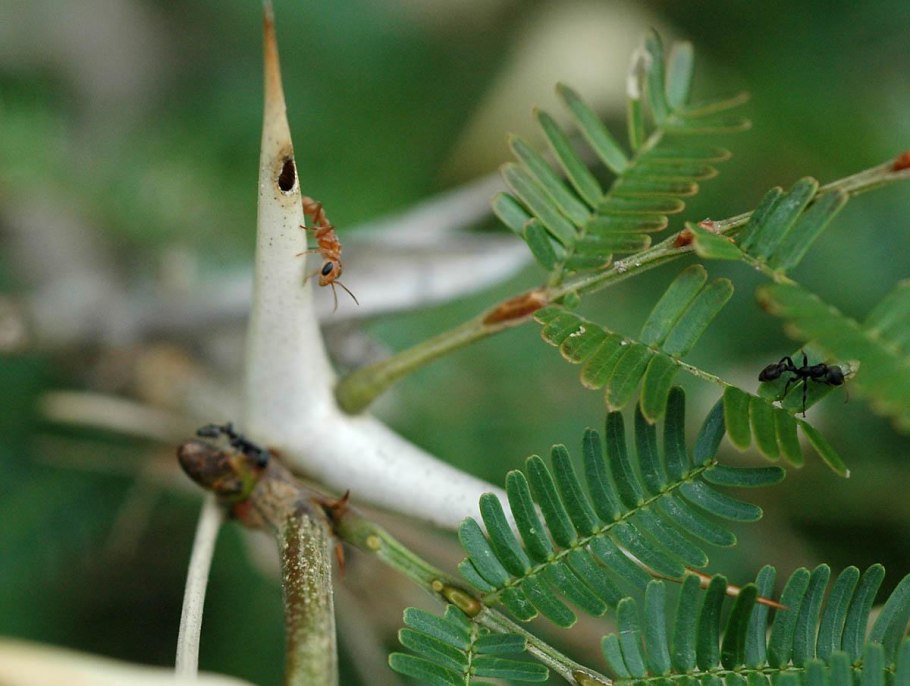 Акация катеху