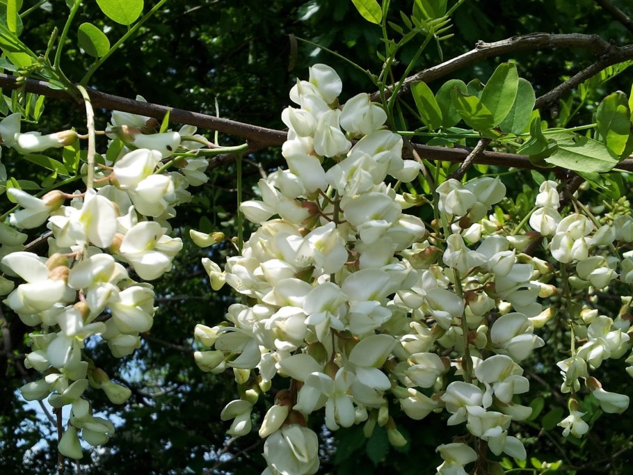 Robinia . Яйцевидная крона
