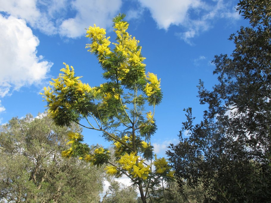 Акация белая Faidherbia albida Aurea