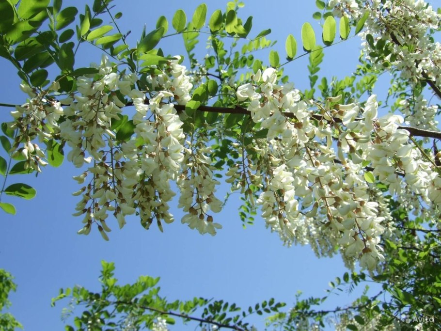 Акация безлистная