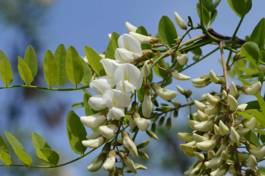 Гледичия обыкновенная (трехколючковая)