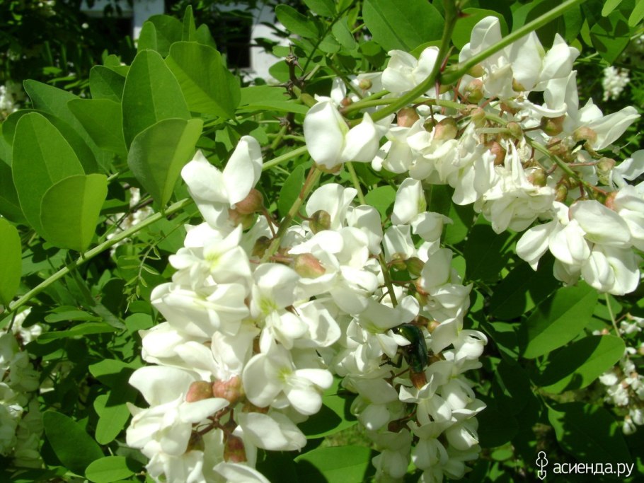 Акация длиннолистная