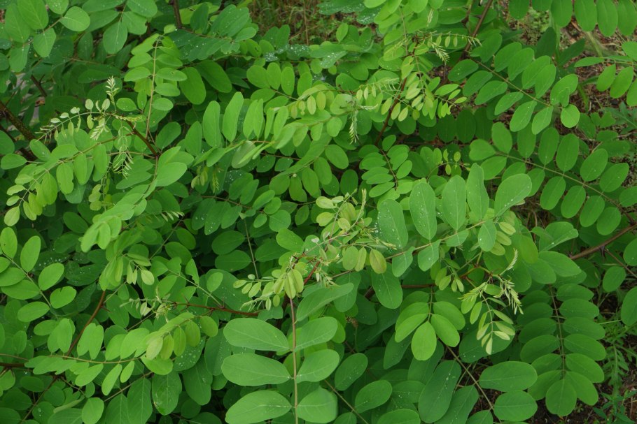 Акация на Алтае