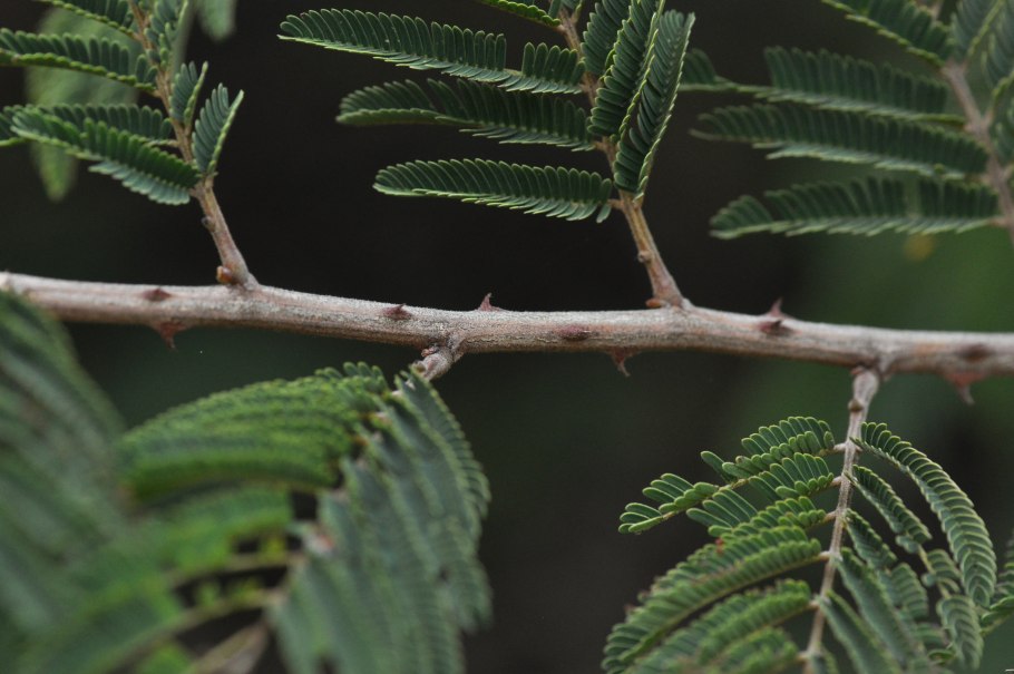 Робиния Лжеакация