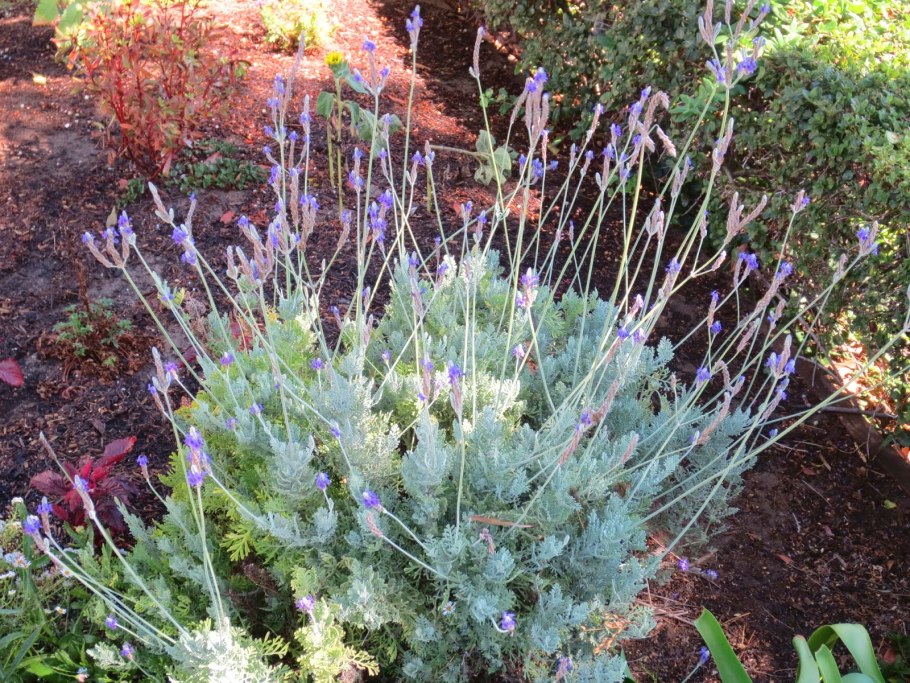 Лаванда многонадрезная (Lavandula multifida) Spanish Eyes