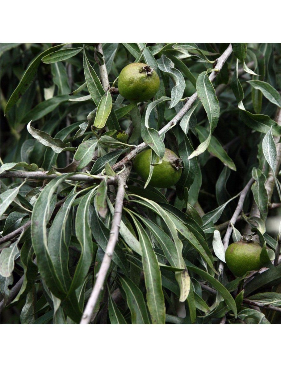 Вишня шаровидная Умбракулифера