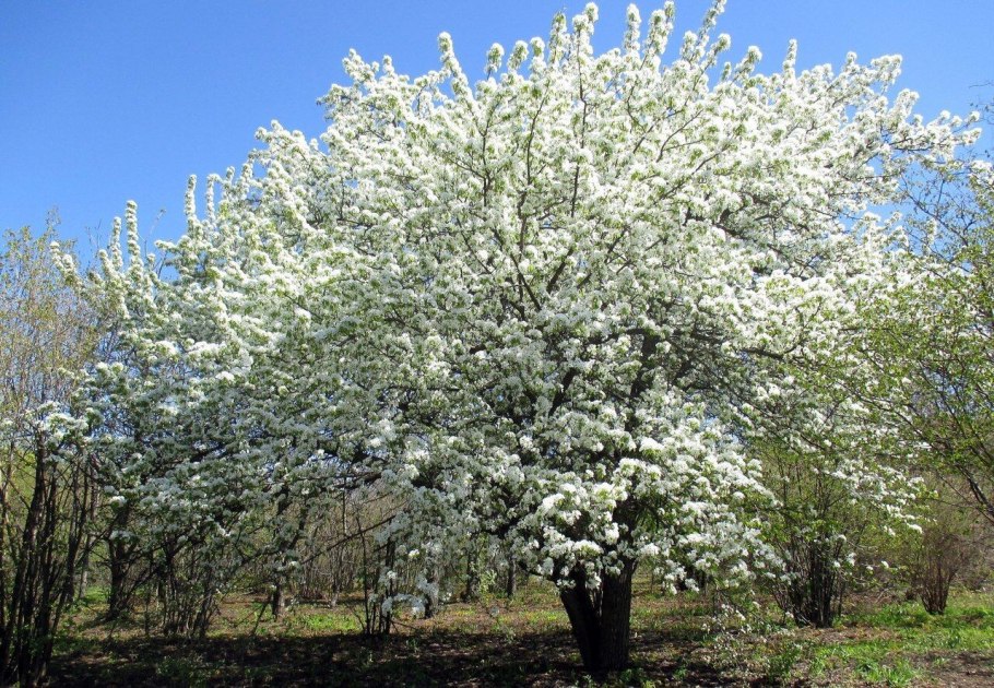 Pyrus salicifolia pendula