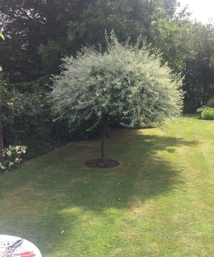 Груша лохолистная