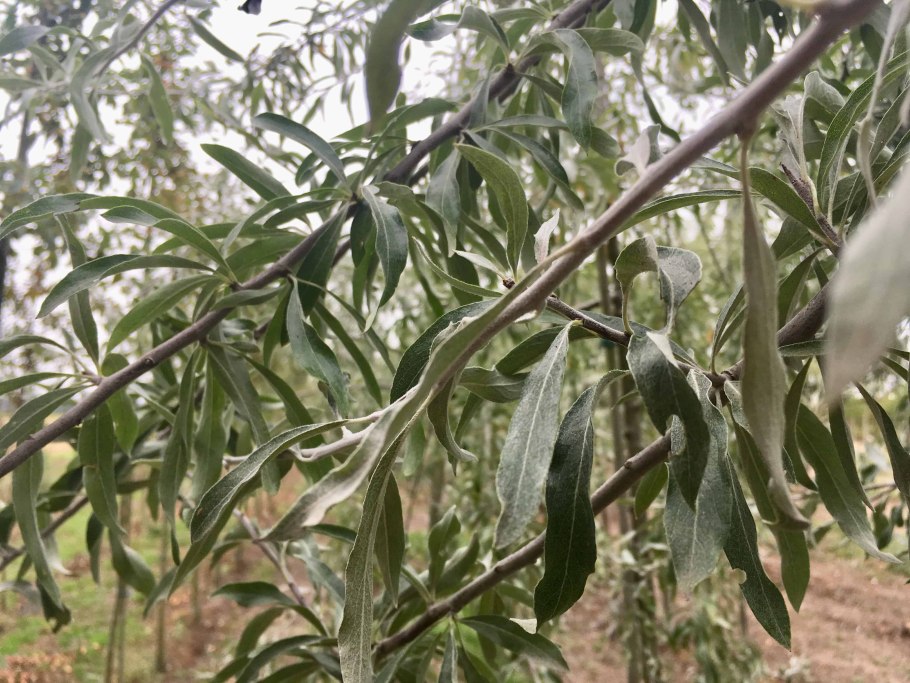 Груша иволистная плакучая